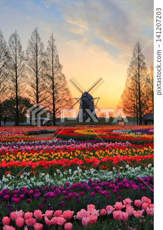 Sunrise over windmills and tulip fields at Akebonoyama Agricultural Park Sunrise over windmills and tulip fields at Akebonoyama Agricultural Park 141207203
