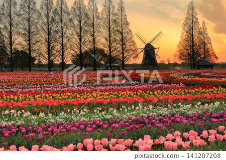 Sunrise over windmills and tulip fields at Akebonoyama Agricultural Park Sunrise over windmills and tulip fields at Akebonoyama Agricultural Park 141207208