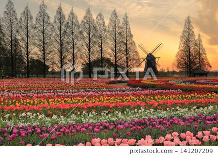Sunrise over windmills and tulip fields at Akebonoyama Agricultural Park Sunrise over windmills and tulip fields at Akebonoyama Agricultural Park 141207209