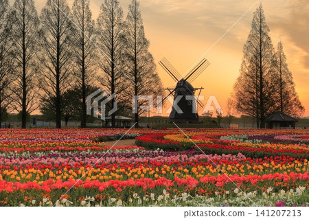 曙山農業公園的日出映照著風車和鬱金香花田 曙山農業公園的日出映照著風車和鬱金香花田 141207213