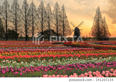Sunrise over windmills and tulip fields at Akebonoyama Agricultural Park Sunrise over windmills and tulip fields at Akebonoyama Agricultural Park 141207214
