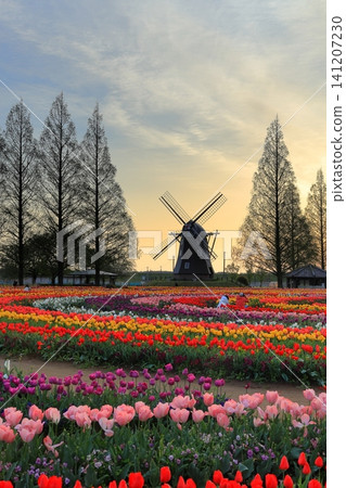 Sunrise over windmills and tulip fields at Akebonoyama Agricultural Park 141207230