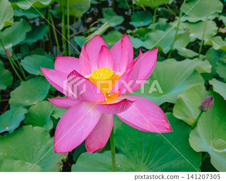 風景與蓮花 風景與蓮花 141207305