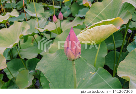 蓮花花蕾和白蓮花 141207306