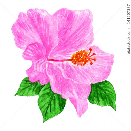 水彩畫中的芙蓉花(26713像素) 水彩畫中的芙蓉花(26713像素) 141207387