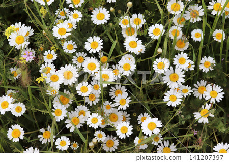 Daisy camomille flowers on field. White flowers background Daisy camomille flowers on field. White flowers background 141207397