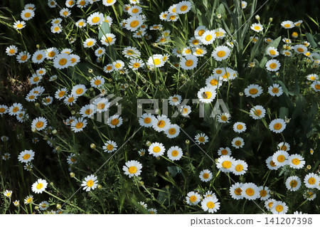 Daisy camomille flowers on field. White flowers background Daisy camomille flowers on field. White flowers background 141207398