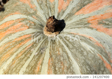 Big Pumpkin Close-up Texture Background Agriculture Organic Plant Big Pumpkin Close-up Texture Background Agriculture Organic Plant 141207400