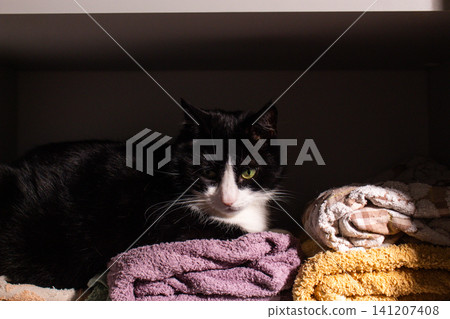 Tuxedo cat nestled among white bath linens in open cabinet. Pure comfort. Domestic life with cat concept. Feline behavior at its most relaxed Tuxedo cat nestled among white bath linens in open cabinet. Pure comfort. Domestic life with cat concept. Feline behavior at its most relaxed 141207408