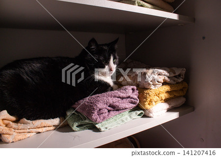 Black and white cat sitting inside cupboard on bath towels. Pure comfort. Domestic life with cat means sharing every cozy corner. Feline behavior at its most relaxed Black and white cat sitting inside cupboard on bath towels. Pure comfort. Domestic life with cat means sharing every cozy corner. Feline behavior at its most relaxed 141207416