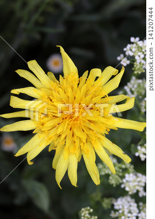 white flowers and dandelion flower in the background white flowers and dandelion flower in the background 141207444