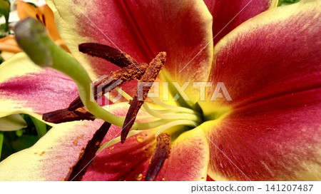 Lilies in full bloom (close-up) <Kasui Lily Garden/Fukuroi City, Shizuoka Prefecture> Lilies in full bloom (close-up) <Kasui Lily Garden/Fukuroi City, Shizuoka Prefecture> 141207487