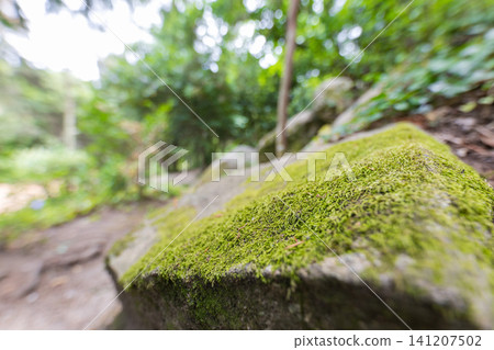 Moss covering a stone on a forest path with green plants in the background Moss covering a stone on a forest path with green plants in the background 141207502