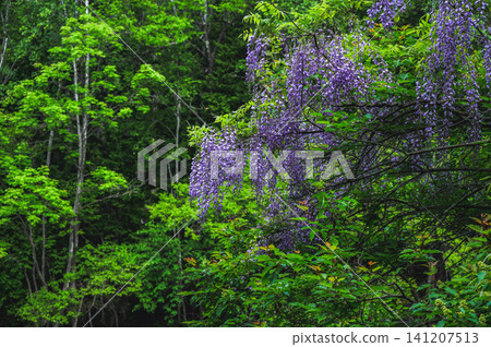 Wild wisteria blooming in a secluded area [Nagano Prefecture] 141207513