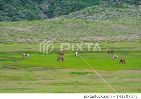 Grazing horses in Aso, Kusasenrigahama Grazing horses in Aso, Kusasenrigahama 141207573