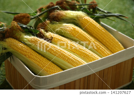 A wooden crate full of fresh corn placed on the lawn. A wooden crate full of fresh corn placed on the lawn. 141207627