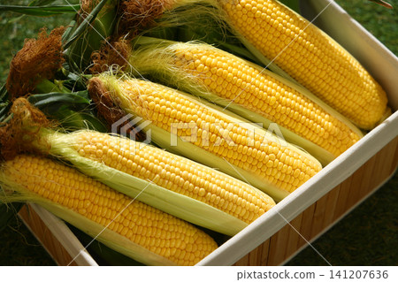 A wooden crate full of fresh corn placed on the lawn. A wooden crate full of fresh corn placed on the lawn. 141207636
