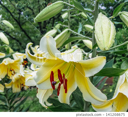 Beautiful lily flower Beautiful lily flower 141208675