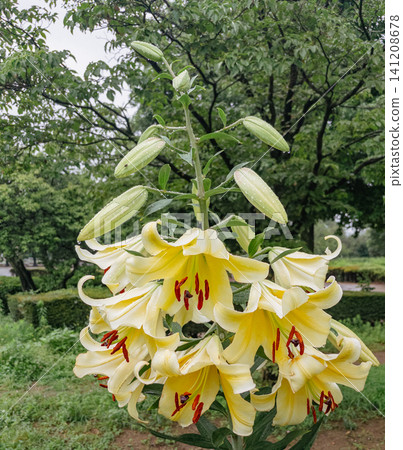 Yellow lily Yellow lily 141208678
