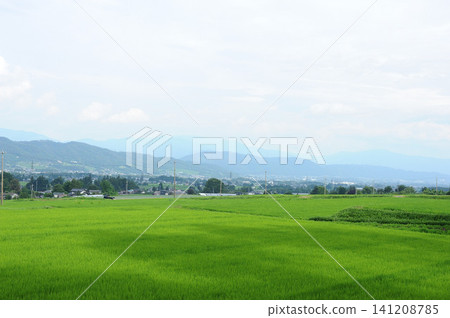 Summer landscape with rice fields and mountains Summer landscape with rice fields and mountains 141208785