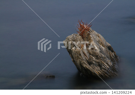 Rocks with red berries Rocks with red berries 141209224