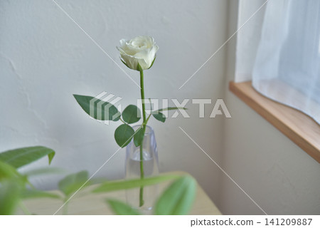 White Rose White Rose 141209887