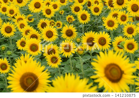Sunflower field Sunflower field 141210875