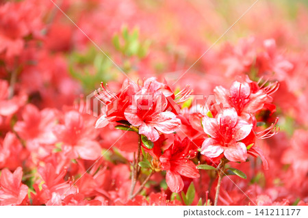春意盎然,杜鵑花盛開,色彩鮮豔奪目。 春意盎然,杜鵑花盛開,色彩鮮豔奪目。 141211177