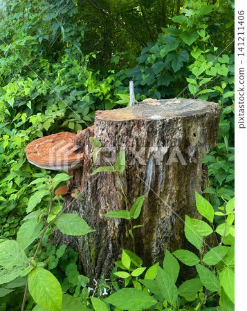 Bracket fungi growing on decaying wood and the summer forest Bracket fungi growing on decaying wood and the summer forest 141211406