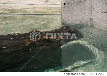 Hippopotamus swimming underwater Hippopotamus swimming underwater 141211552