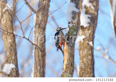 A Great Spotted Woodpecker perched on a tree trunk in a snowy forest in Hokkaido. (Winter bird image) 141211588