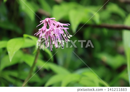 Pink flowers of the Heloniopsis orientalis in bloom Pink flowers of the Heloniopsis orientalis in bloom 141211883