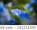 Beautiful blue hydrangeas blooming amidst soft quince blossoms 141212345