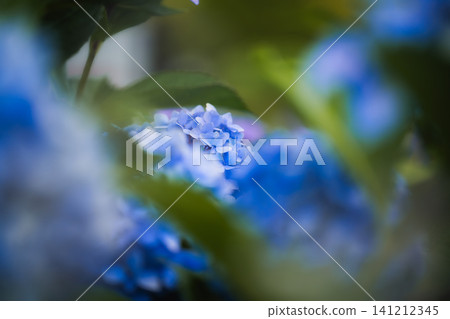 Beautiful blue hydrangeas blooming amidst soft quince blossoms Beautiful blue hydrangeas blooming amidst soft quince blossoms 141212345