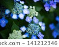 The beautiful, vibrant appearance of the lacecap hydrangea. 141212346