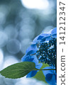 Beautiful hydrangeas bathed in sunlight bloom in the early summer garden. 141212347