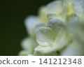 Pure white hydrangeas adorn the early summer after the rain. 141212348