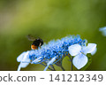 Bumblebees flying around in search of nectar 141212349