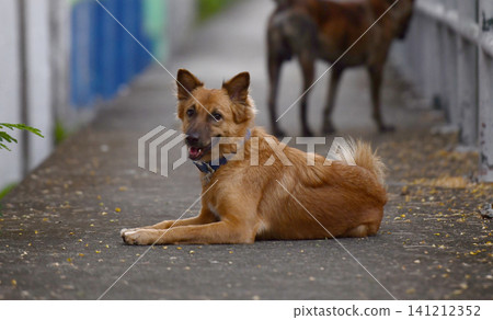 Dog alley street brown animal stray outdoor canine pavement pet 141212352