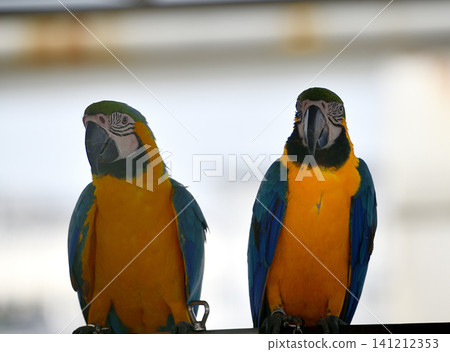 Parrot bird tropical feather, colorful pair of tropical parrot perch calmly indoors Parrot bird tropical feather, colorful pair of tropical parrot perch calmly indoors 141212353