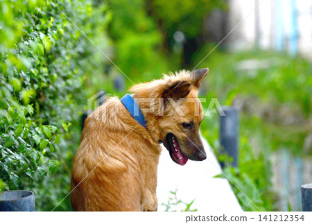 Dog, collar, garden, hedge, path, brown, animal Curious brown dog wearing blue collar beside Dog, collar, garden, hedge, path, brown, animal Curious brown dog wearing blue collar beside 141212354