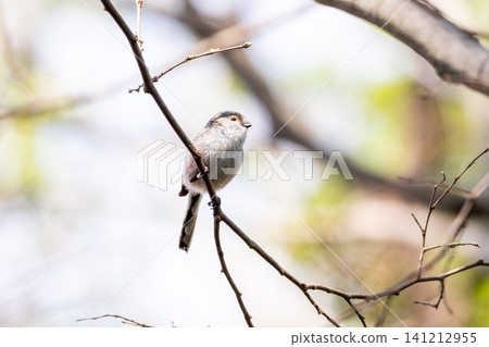 [Chiba Long-tailed Tit] A subspecies of long-tailed tit that can be seen in parks in Chiba Prefecture. 141212955