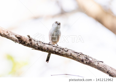 [Chiba Long-tailed Tit] A subspecies of long-tailed tit that can be seen in parks in Chiba Prefecture. 141212962
