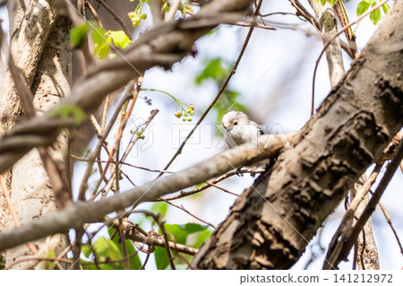 [Chiba Long-tailed Tit] A subspecies of long-tailed tit that can be seen in parks in Chiba Prefecture. 141212972