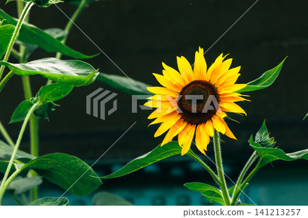 Beautiful sunflowers in full bloom Beautiful sunflowers in full bloom 141213257