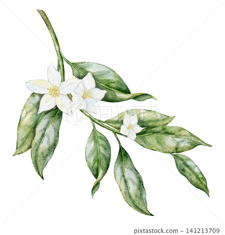 Lemon watercolor illustration of Citrus Branch with white blossoms and green leaves on isolated background. Fresh botanical element for packaging, cards and Mediterranean summer design. Lemon watercolor illustration of Citrus Branch with white blossoms and green leaves on isolated background. Fresh botanical element for packaging, cards and Mediterranean summer design. 141213709