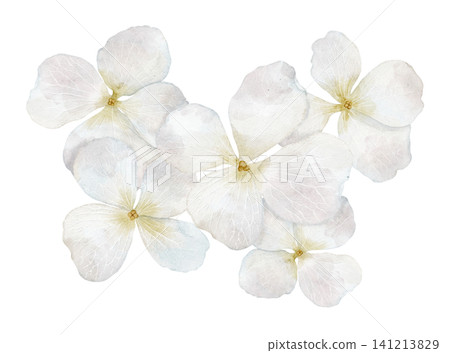 Hydrangea floral watercolor illustration with white pastel Flowers and delicate petals. Clipart with blossoms on isolated background. Botanical decorative element for wedding invitations, greetings. Hydrangea floral watercolor illustration with white pastel Flowers and delicate petals. Clipart with blossoms on isolated background. Botanical decorative element for wedding invitations, greetings. 141213829