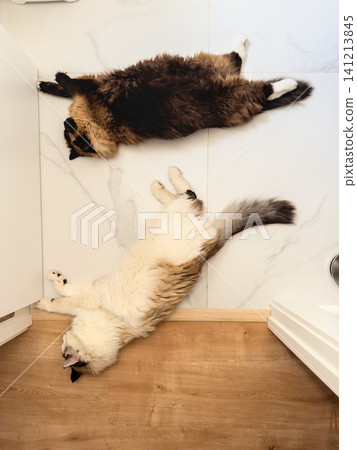 A dark and a cream Ragdoll cat rest apart on a tiled floor in a corner. Two pets keeping cool on ceramic tiles A dark and a cream Ragdoll cat rest apart on a tiled floor in a corner. Two pets keeping cool on ceramic tiles 141213845