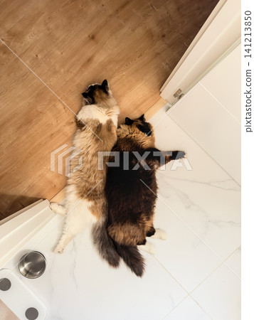 Two Ragdoll cats rest close together on a cool tiled floor seen from above. Cats cooling down on tiles in summer Two Ragdoll cats rest close together on a cool tiled floor seen from above. Cats cooling down on tiles in summer 141213850
