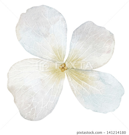 Flower watercolor illustration of Hydrangea blossom with soft petals in pastel colors. Floral element on isolated background for wedding invitations or baby shower greeting cards. Botanical art. Flower watercolor illustration of Hydrangea blossom with soft petals in pastel colors. Floral element on isolated background for wedding invitations or baby shower greeting cards. Botanical art. 141214180